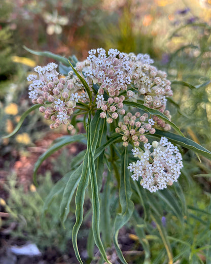 Butterfly Asclepias - Narrowleaf Milkweed