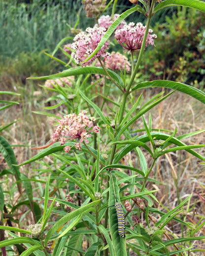 Butterfly Asclepias - Narrowleaf Milkweed