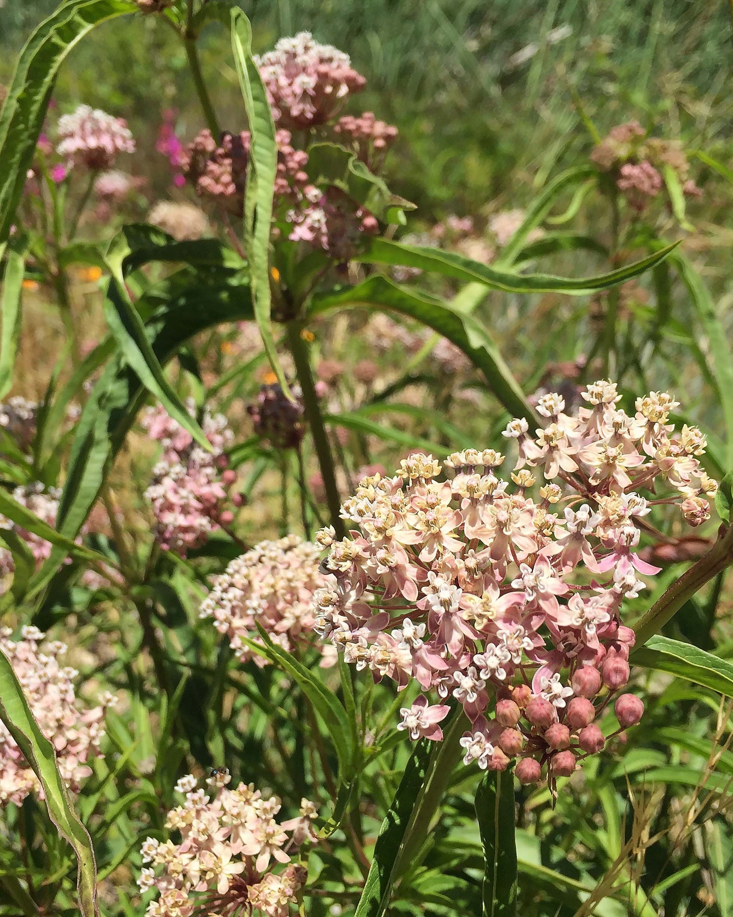 Butterfly Asclepias - Narrowleaf Milkweed