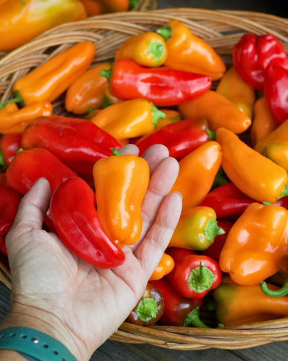 Peppers Sweet - Baby Belle - Mini Snack/Salad Peppers