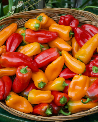 Peppers Sweet - Baby Belle - Mini Snack/Salad Peppers