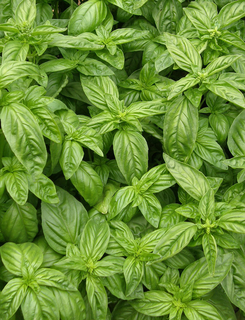 Basil – Renee's Garden