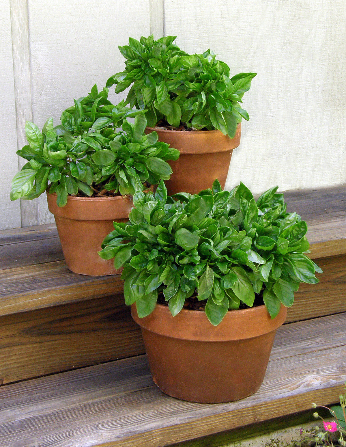 italian pot plants Renee's Garden Large-Leaf Container Basil Italian Cameo Seeds