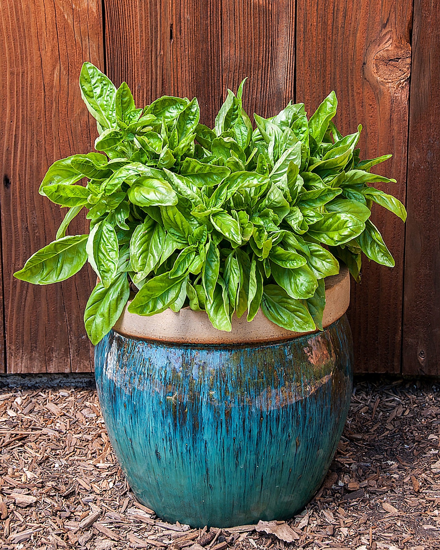 italian pot plants Renee's Garden Large-Leaf Container Basil Italian Cameo Seeds