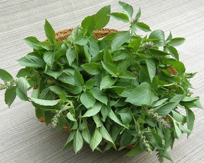 Heirloom Herbs - Mrs. Burns' Lemon Basil
