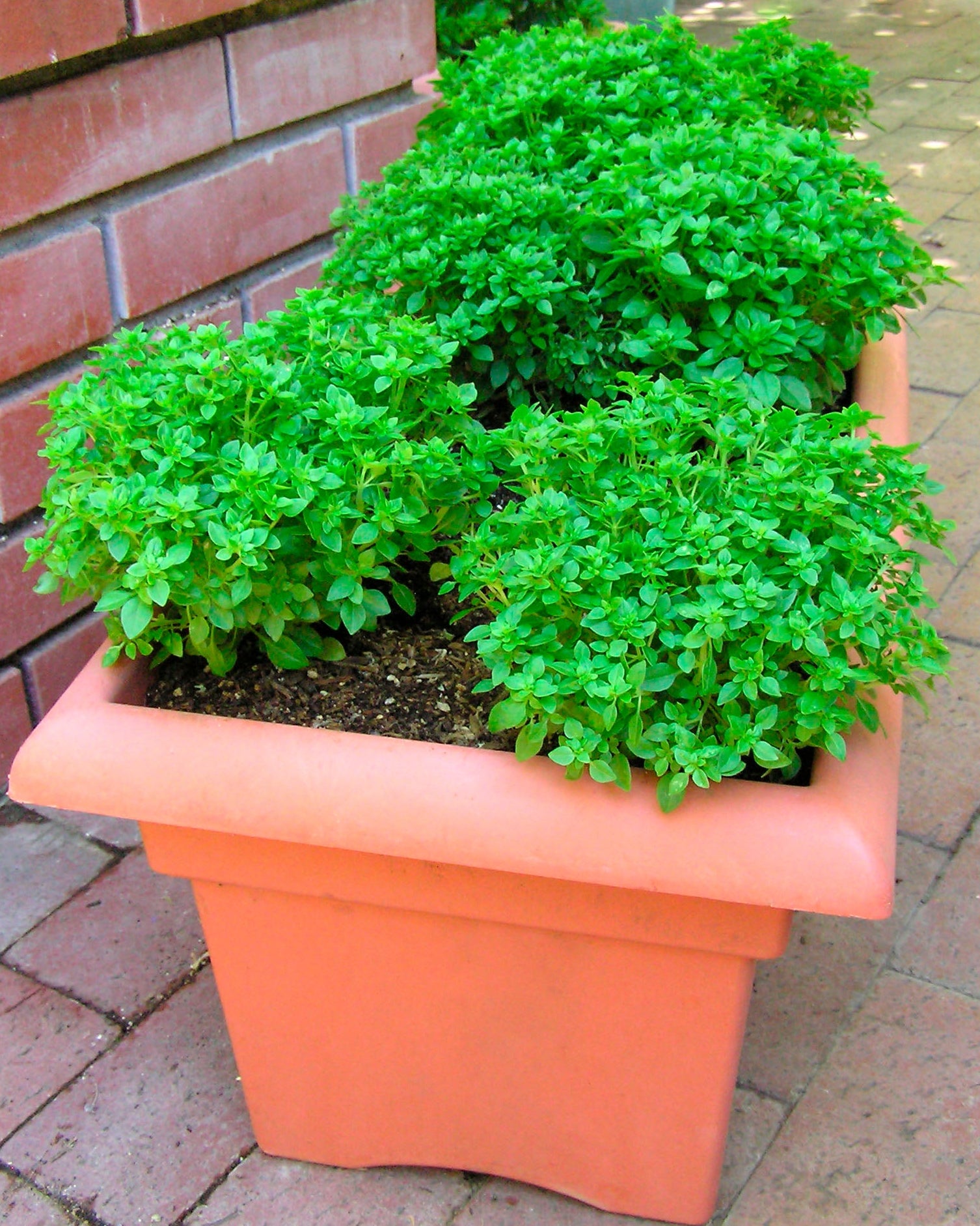 potted basil plants for sale Basil Windowbox Mini