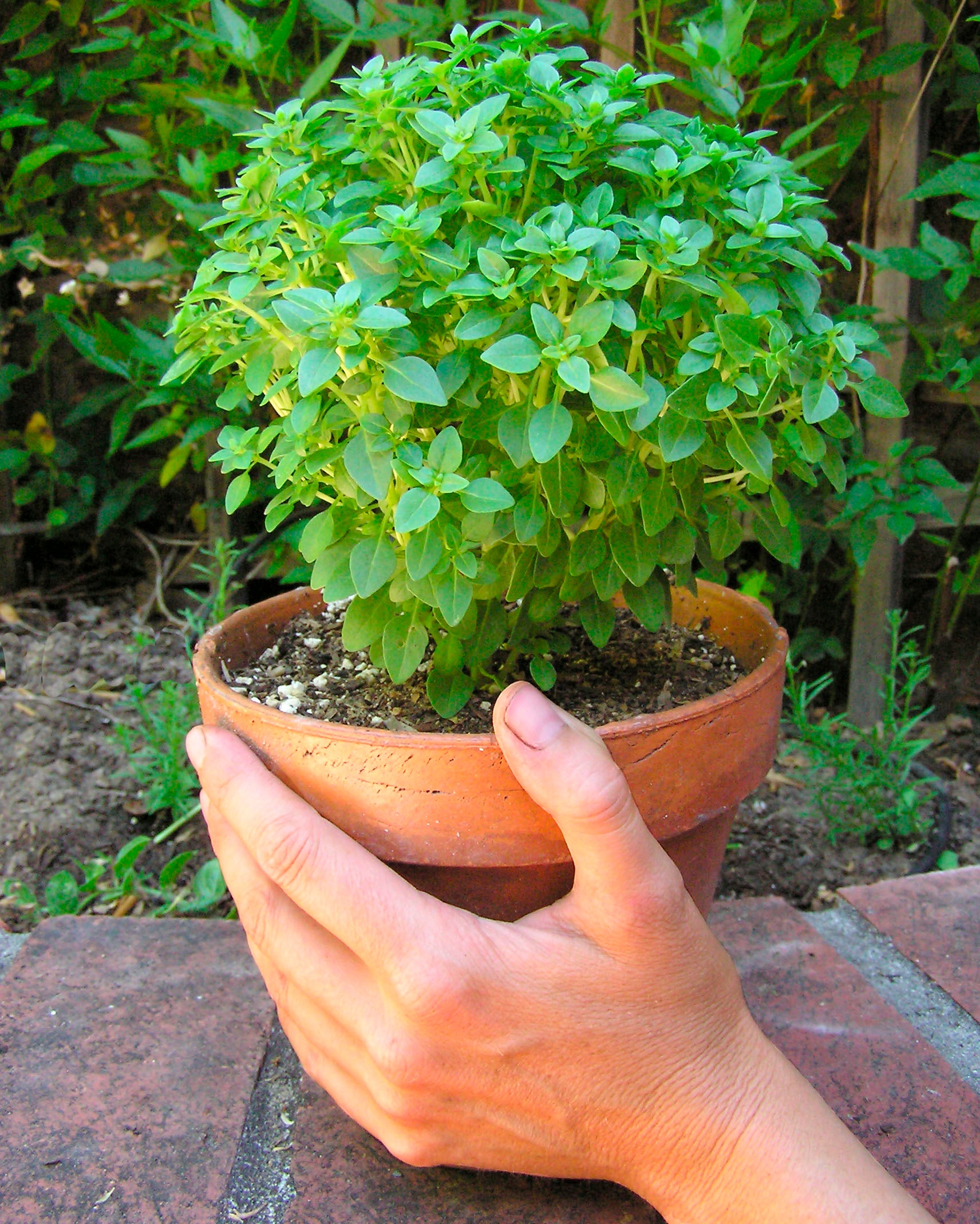'Windowbox Mini Basil' Kitchen Herbs – Renee's Garden