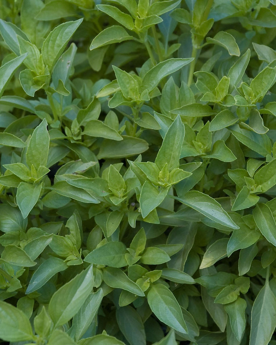 Heirloom Herbs - Mrs. Burns' Lemon Basil