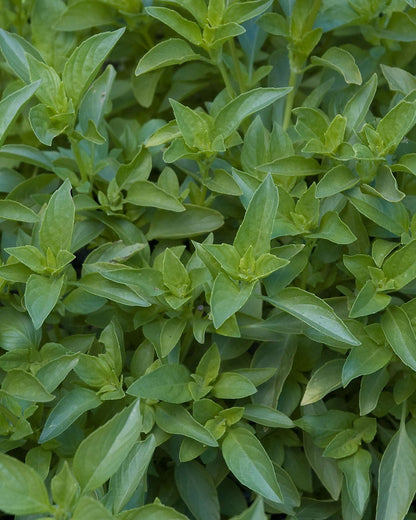 Heirloom Herbs - Mrs. Burns' Lemon Basil