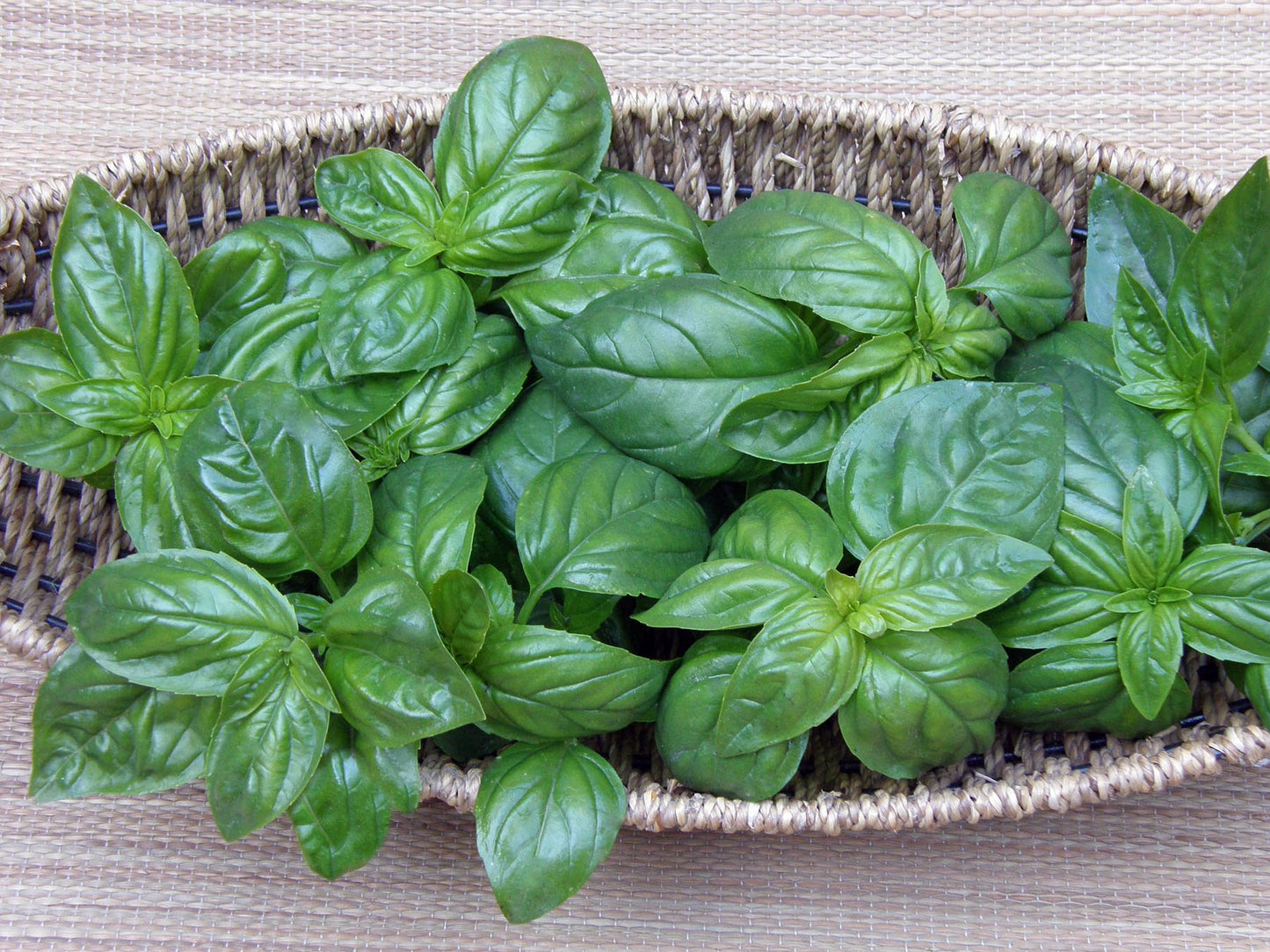 Kitchen Herbs - Italian Pesto Basil