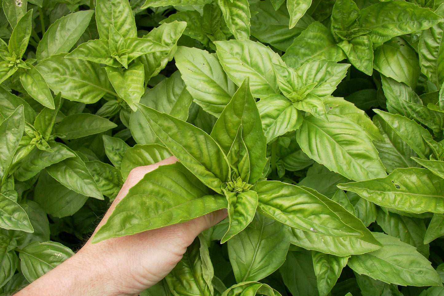 True Italian Basil - Profumo di Genova