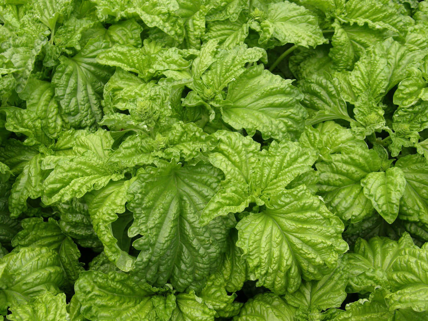 Kitchen Herbs - Heirloom Salad Leaf Basil