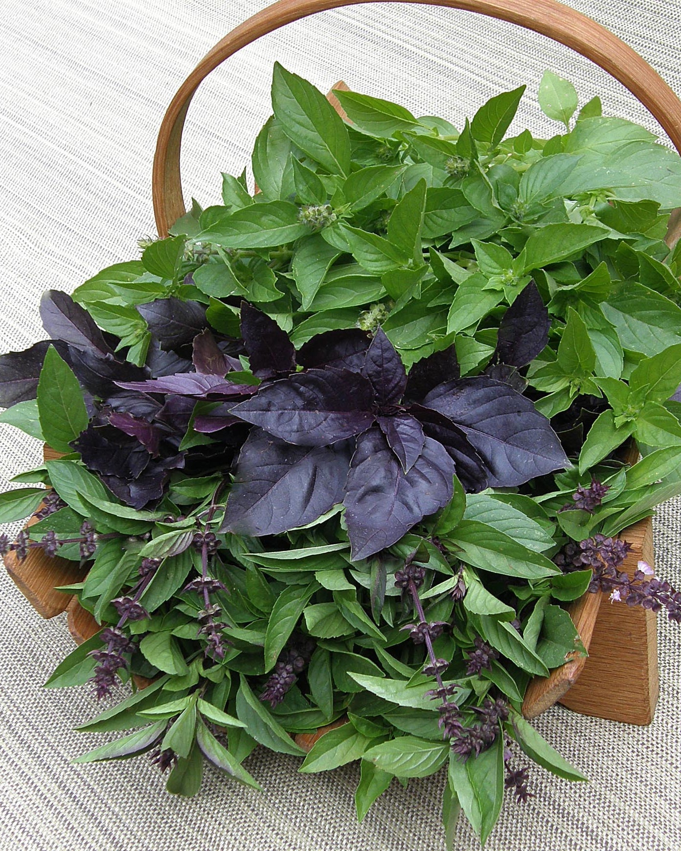 Kitchen Herbs - Scented Basil Trio