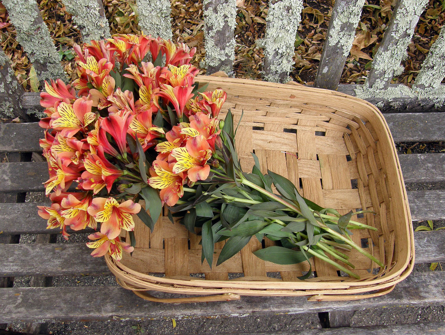 Supplies Basket - Woven Oak Harvesting Baskets