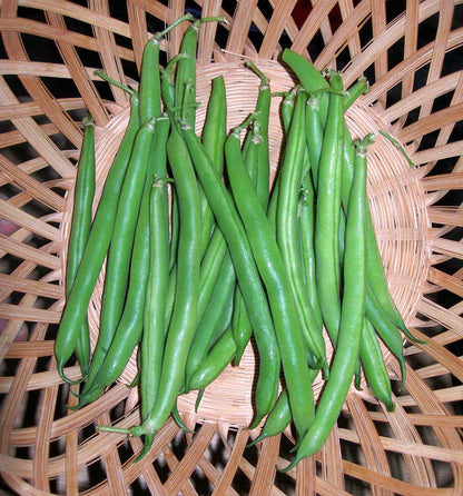 Bush Beans - Classic Slenderette