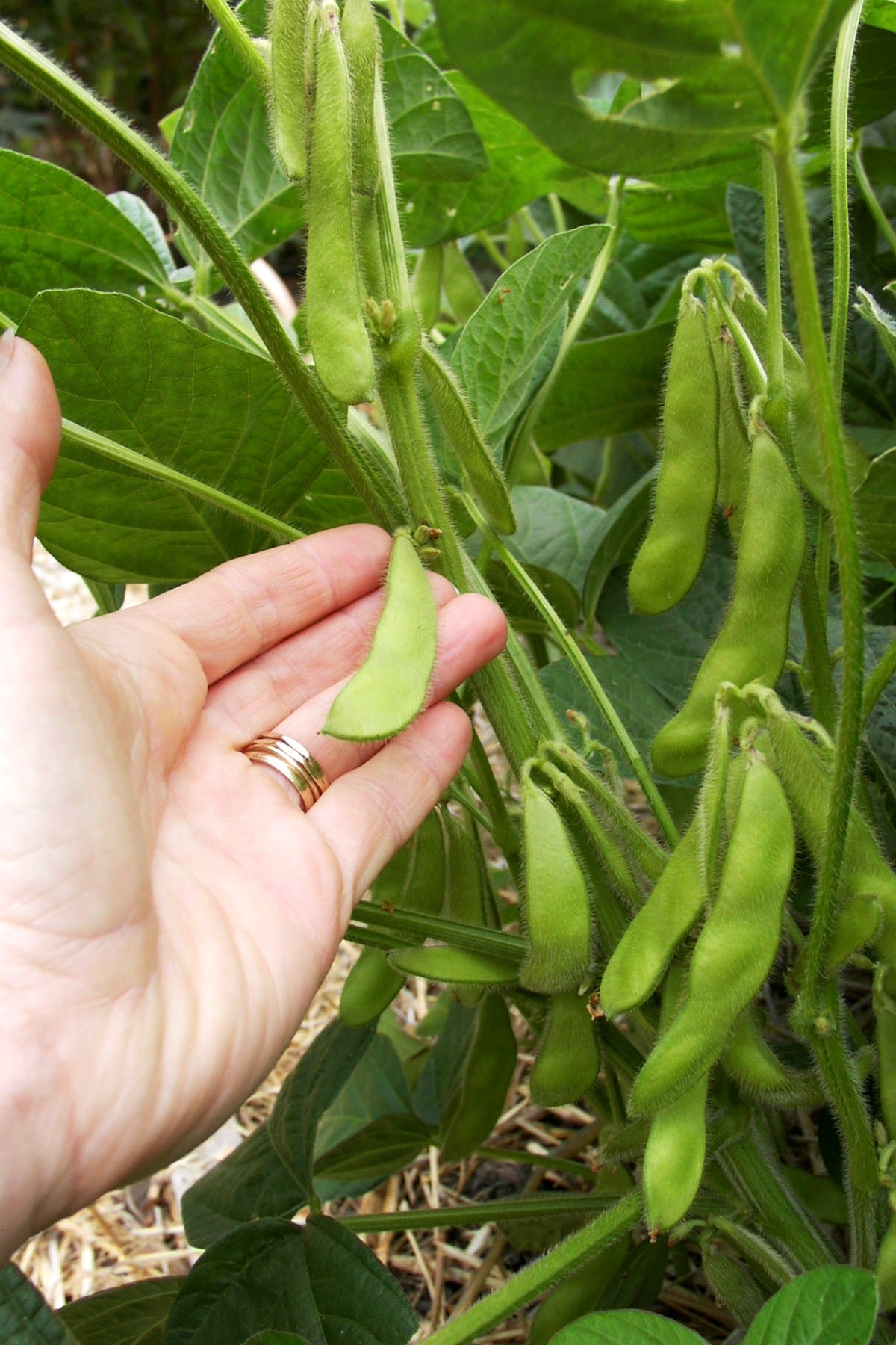 edamame seeds for planting 'Edamame' Fresh Soy Beans