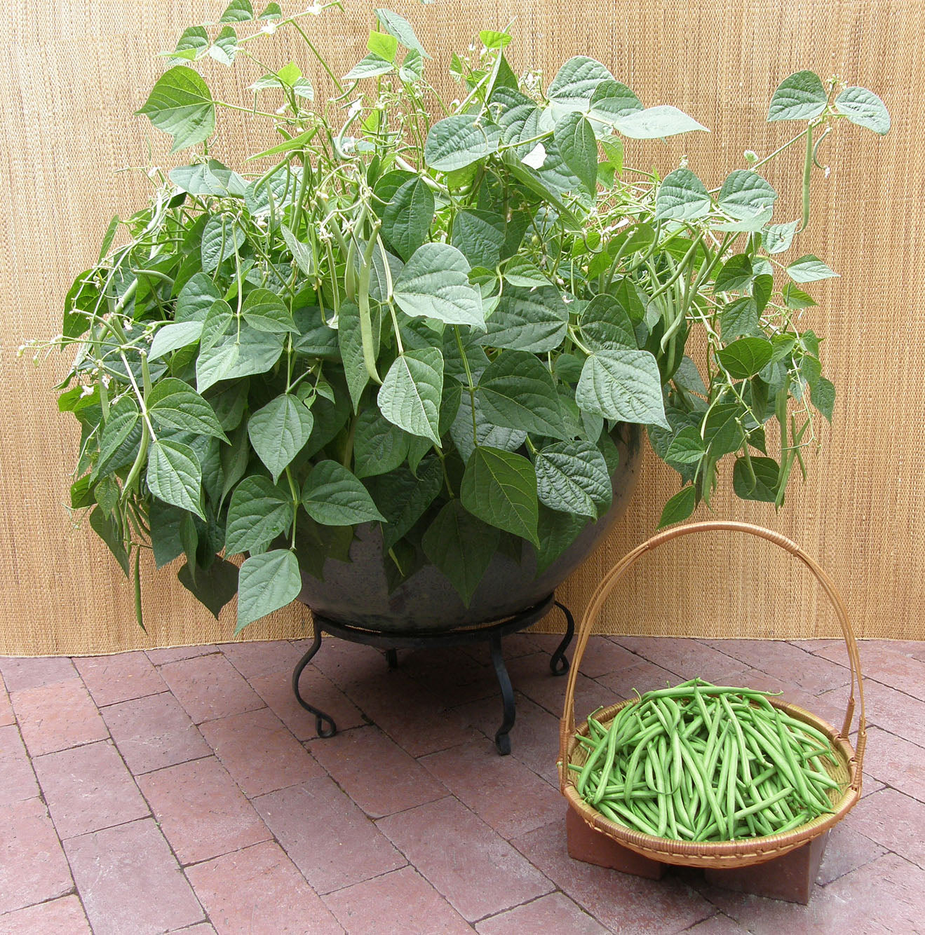 bean plant pot 'French Mascotte' Container Bush Beans