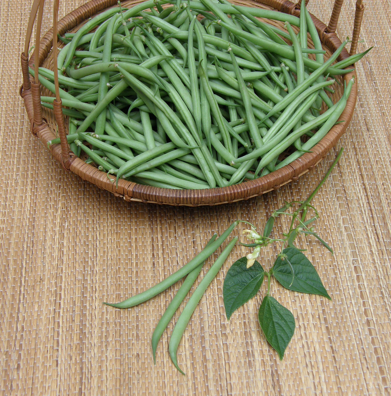 Container Bush Beans - French Mascotte