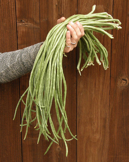 Pole Beans - Yard Long Noodle King