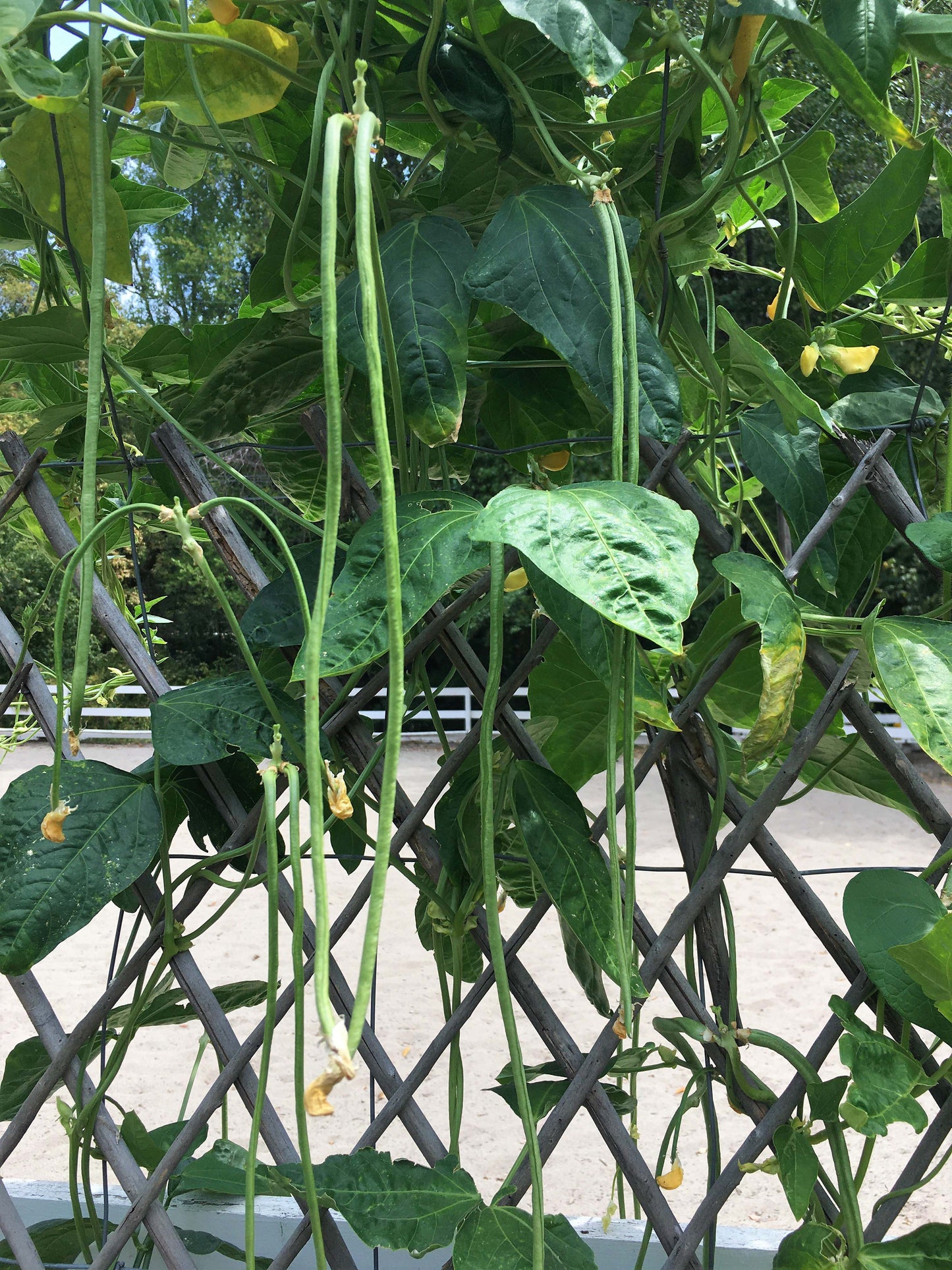 Pole Beans - Yard Long Noodle King