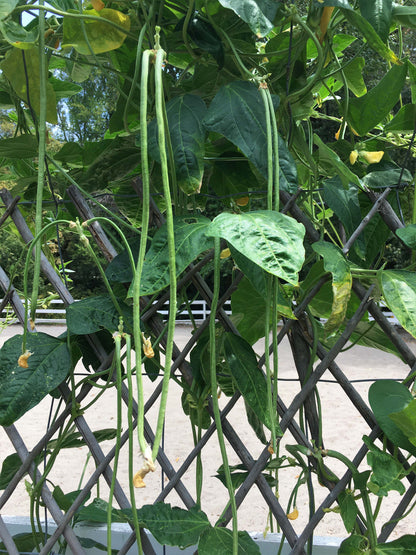 Pole Beans - Yard Long Noodle King