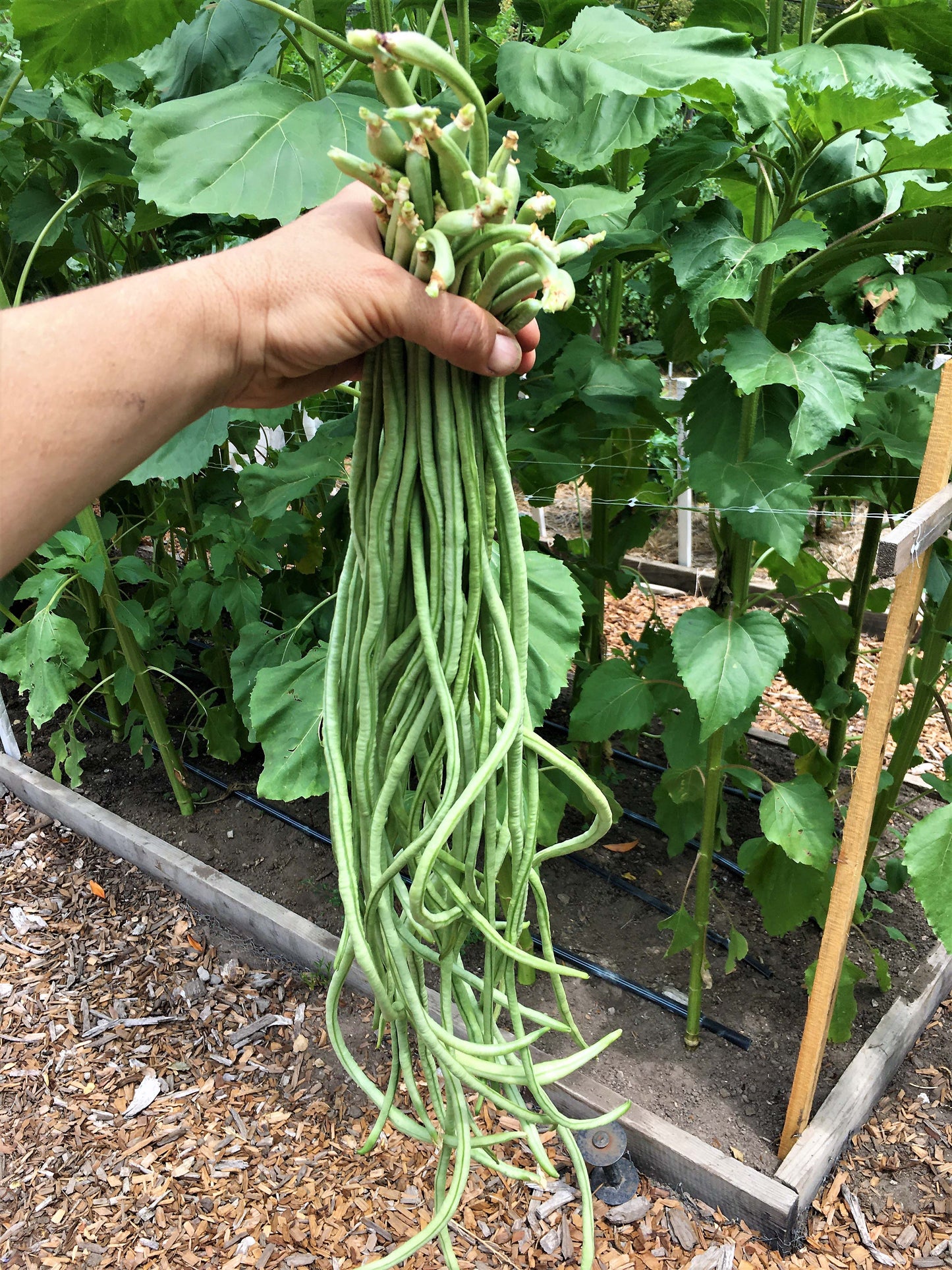 Pole Beans - Yard Long Noodle King