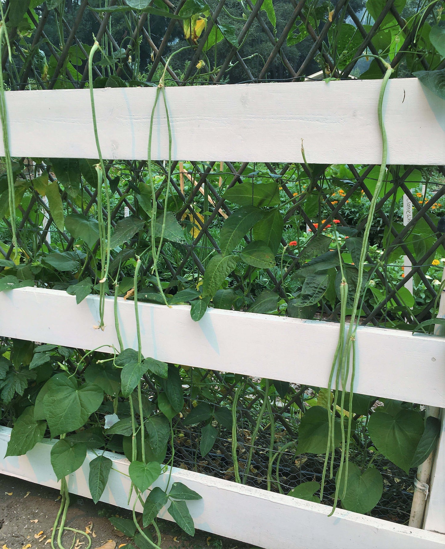 Pole Beans - Yard Long Noodle King