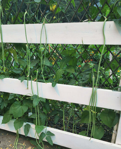 Pole Beans - Yard Long Noodle King