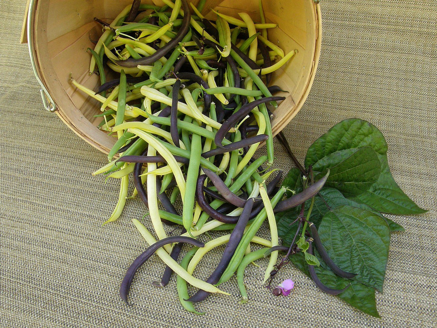 Green, Yellow & Purple