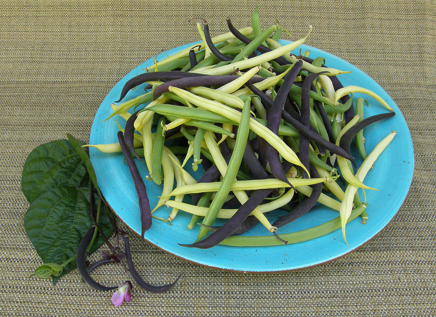 Green, Yellow & Purple
