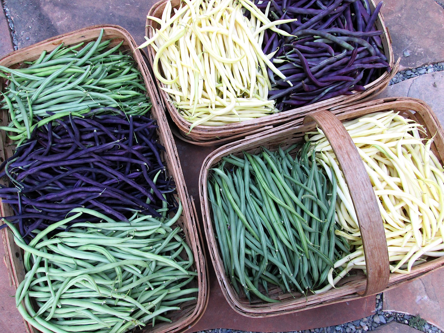 Green, Yellow & Purple
