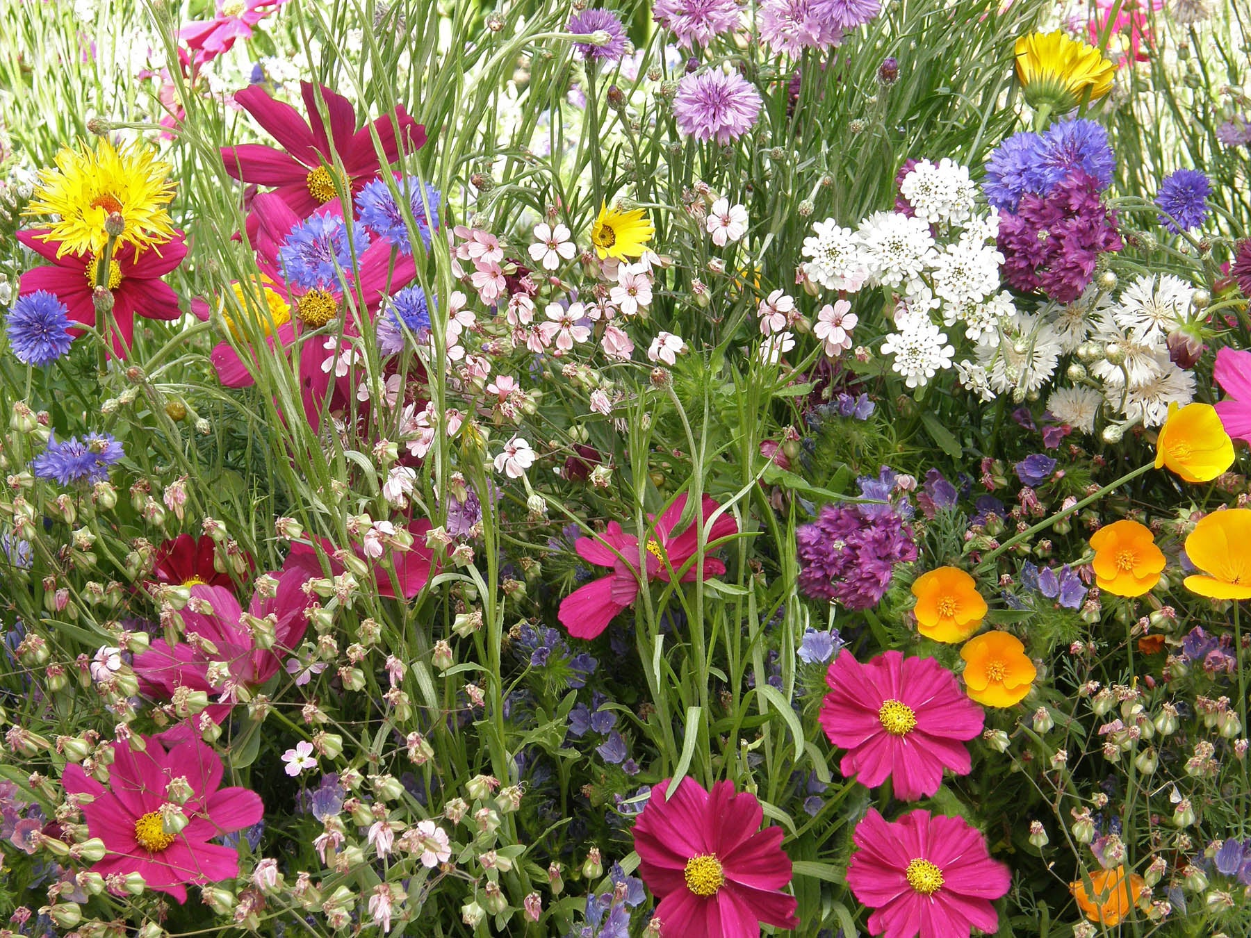 Early Blooming Beekeeper's Mix' Bonus Pack | Renee's Garden