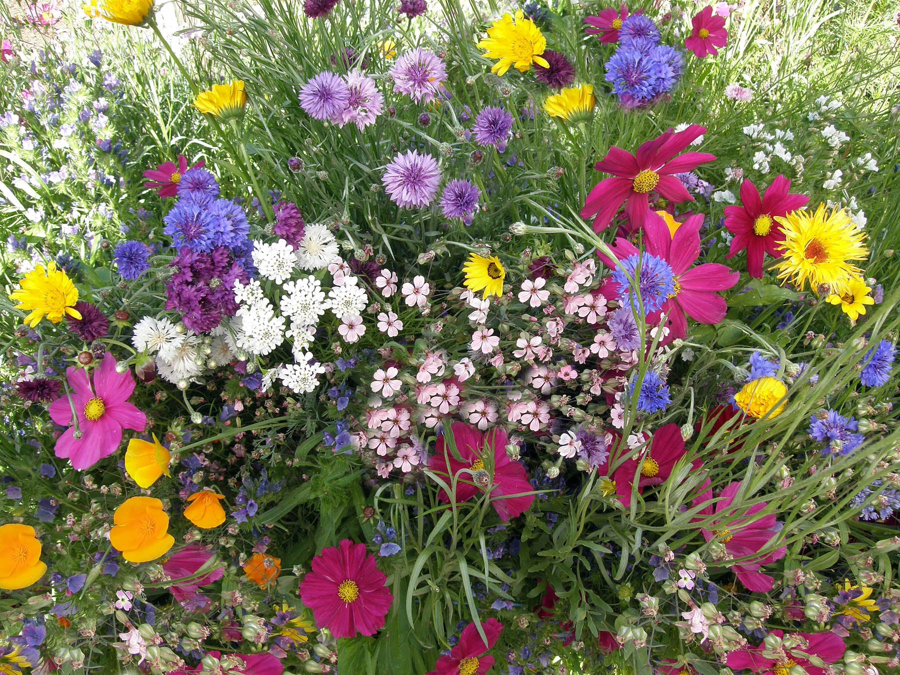 Early Blooming Beekeeper's Mix' Pollinator Flowers | Renee's Garden