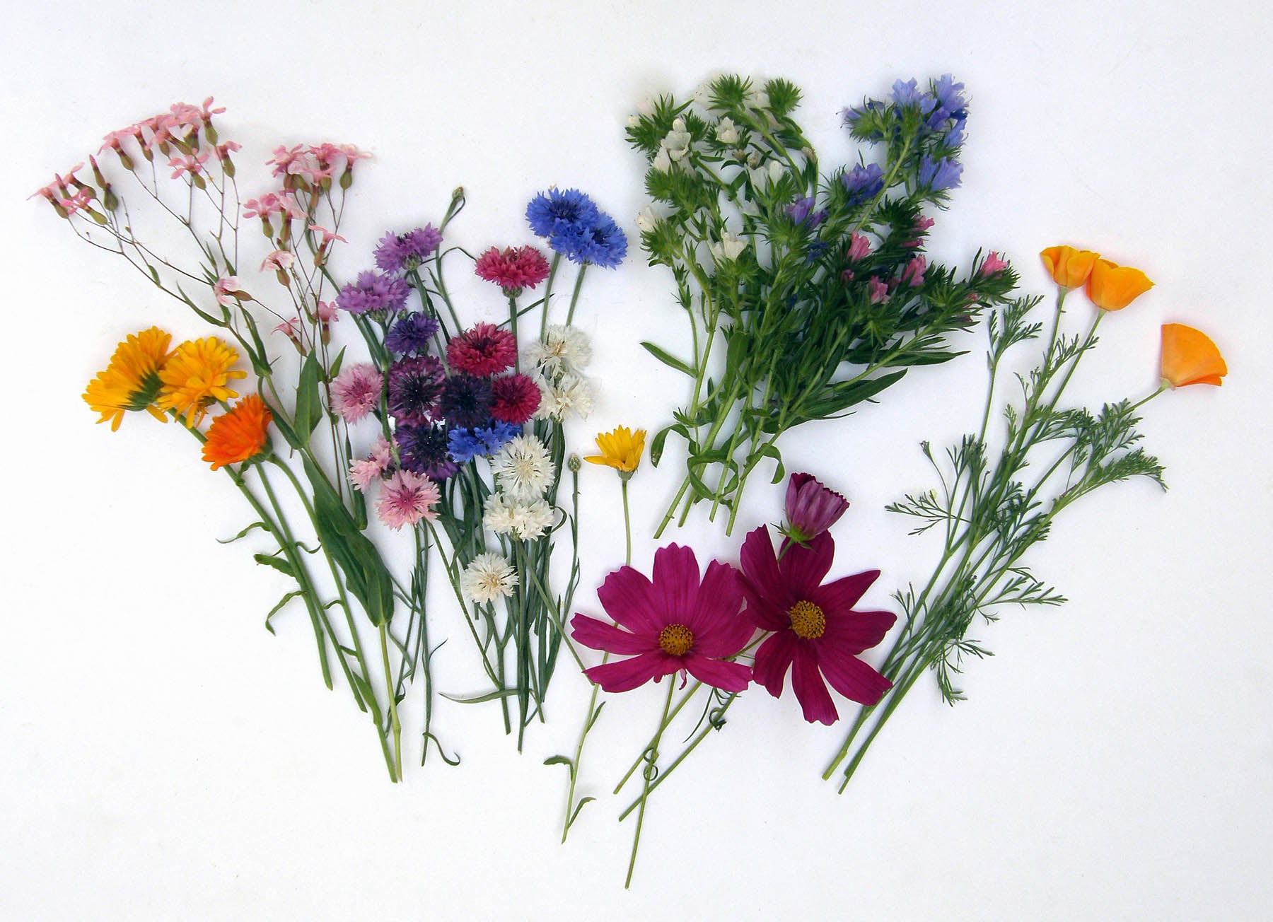 Early Blooming Beekeeper's Mix' Bonus Pack | Renee's Garden