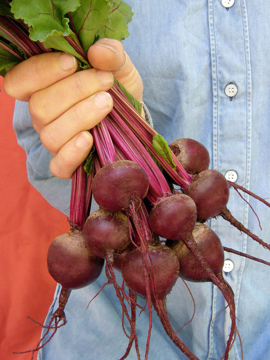 Beets Ball Beets – Renee's Garden