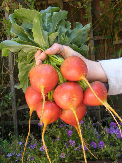 Gourmet Beets - Touchstone