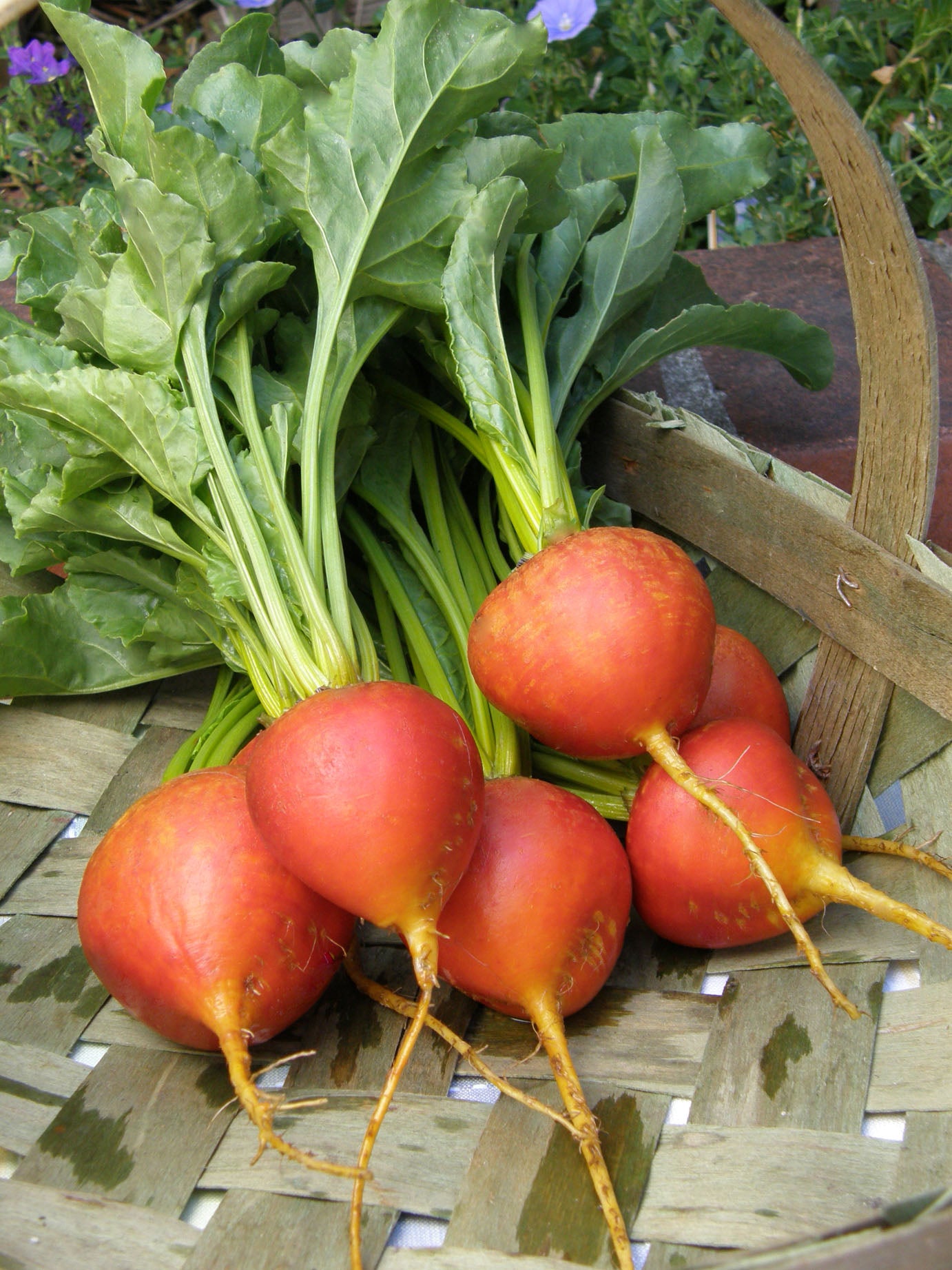 Gourmet Beets - Touchstone