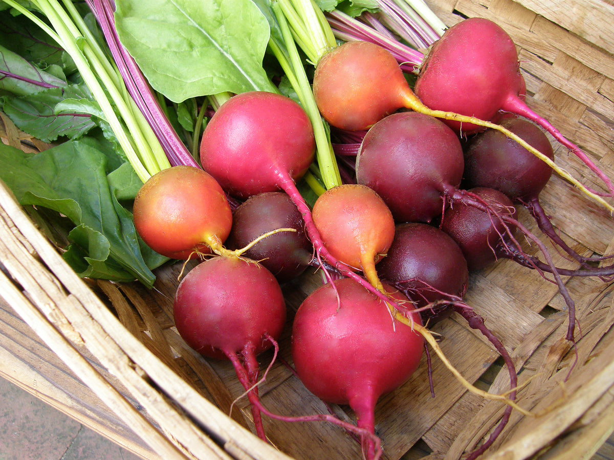 Fancy Beets 'Red, Gold & Candystripe' Jewel-Toned Beets – Renee's Garden