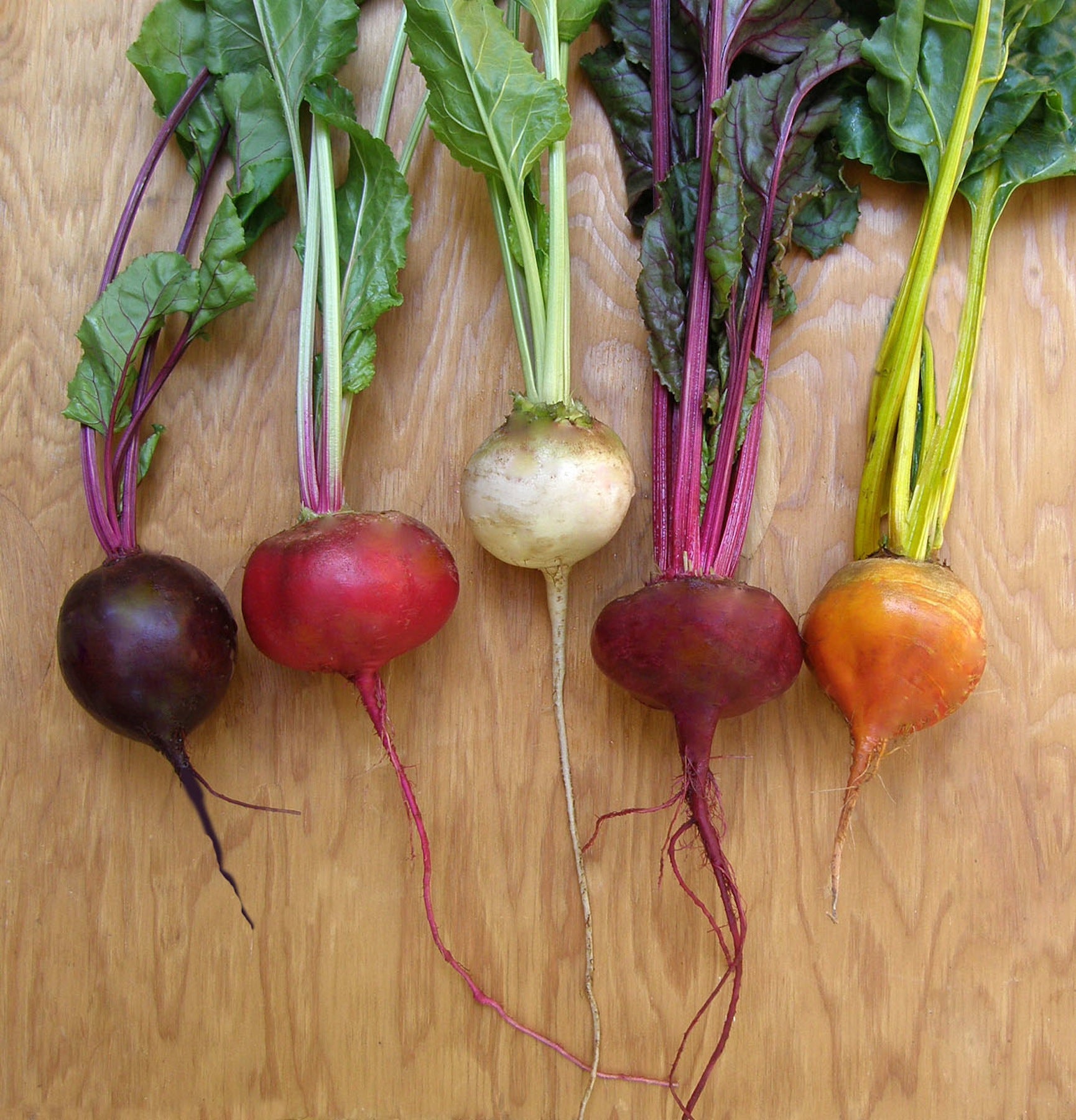 'Five Color Rainbow' Gourmet Beets – Renee's Garden