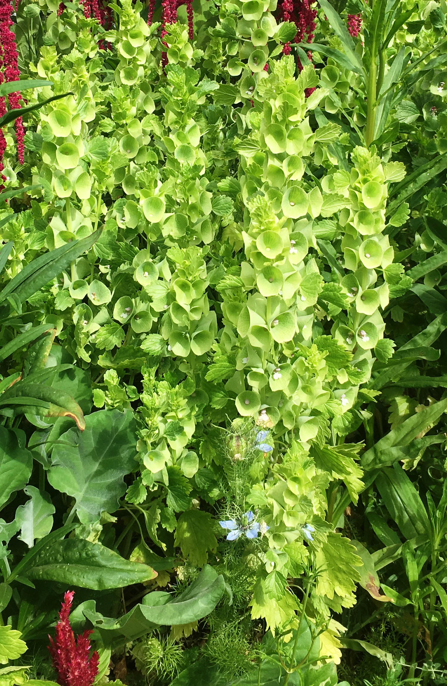 Antique Apple Green' Heirloom Bells of Ireland – Renee's Garden