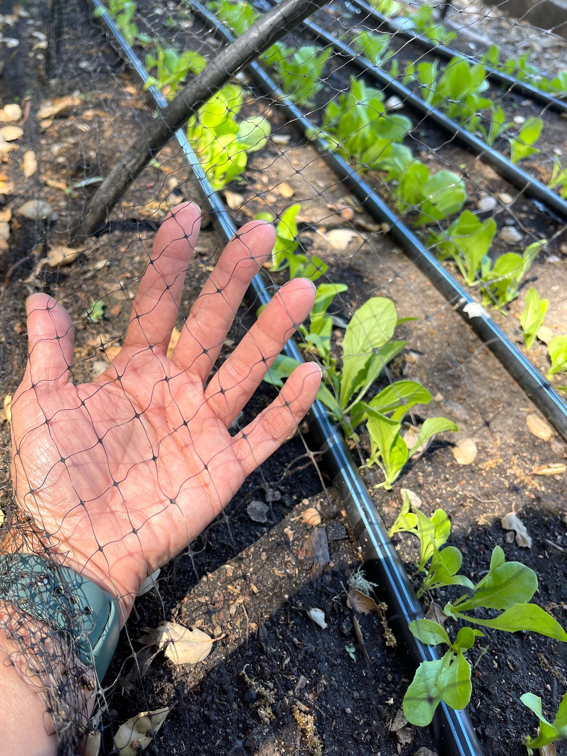 bird netting for potted plants Bird X Netting: Critical Seedling Protection – Renee's Garden