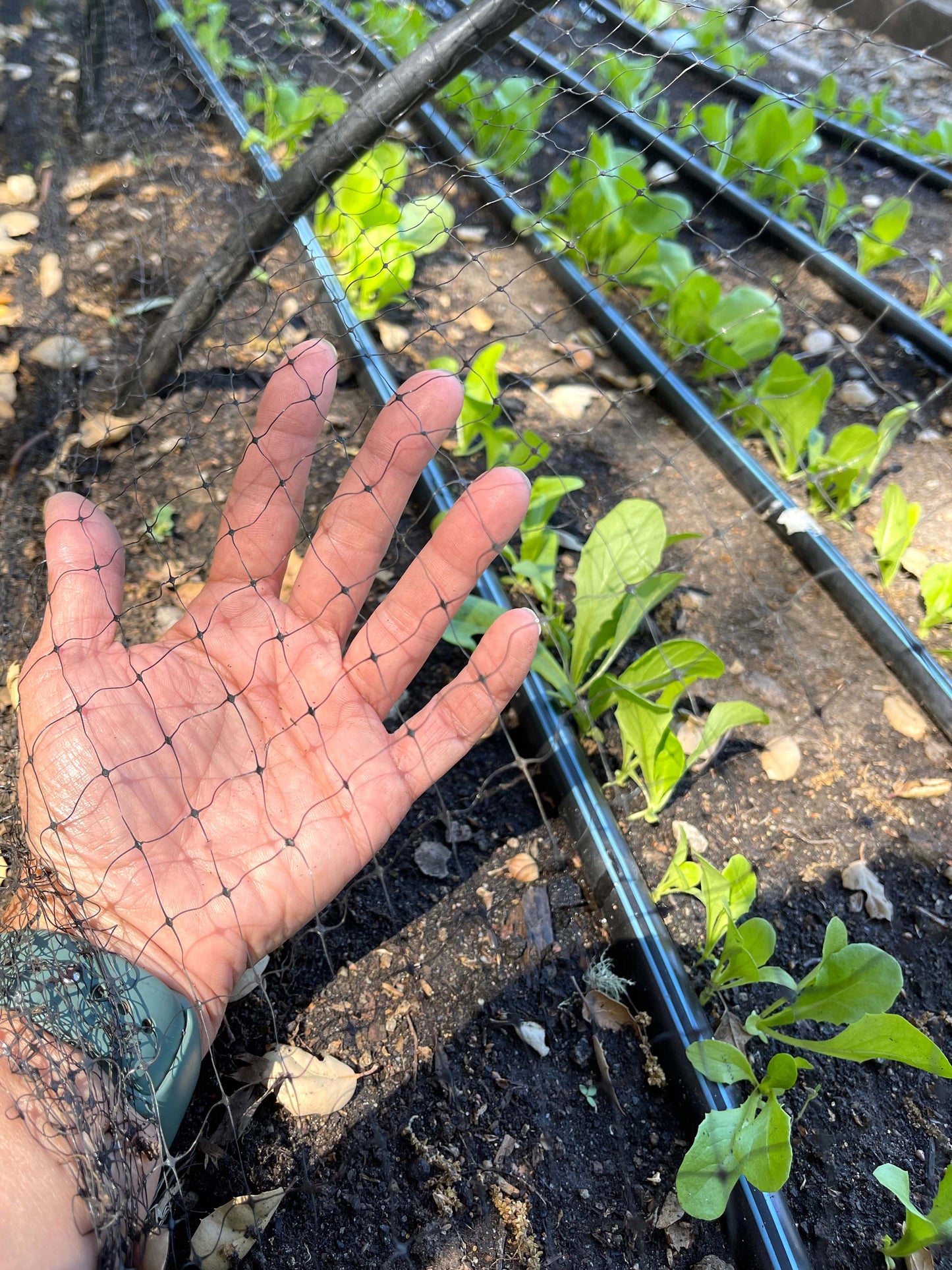 Bird X Netting: Critical Seedling Protection