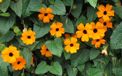 Black-Eyed Susan Vine