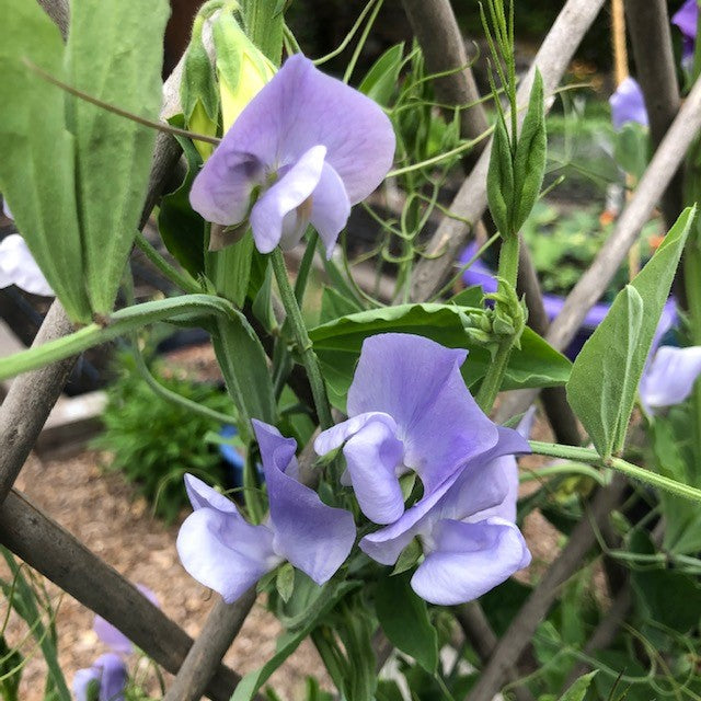 Blue Celeste