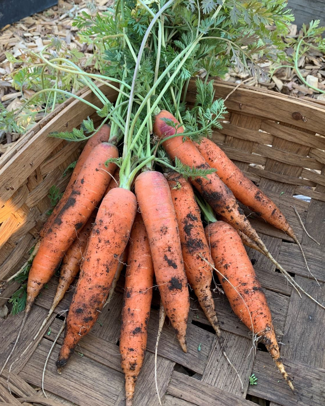 Crispy French Carrots - Bolero Nantes