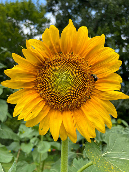 An Heirloom Sunflower Forest