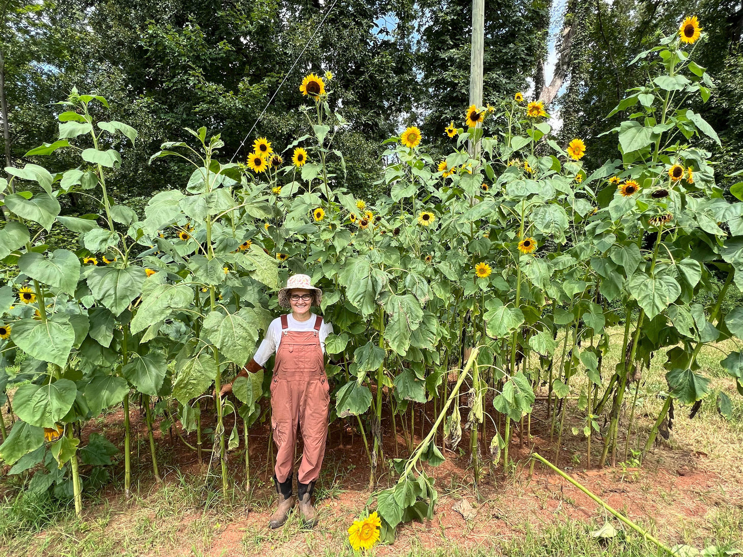 An Heirloom Sunflower Forest