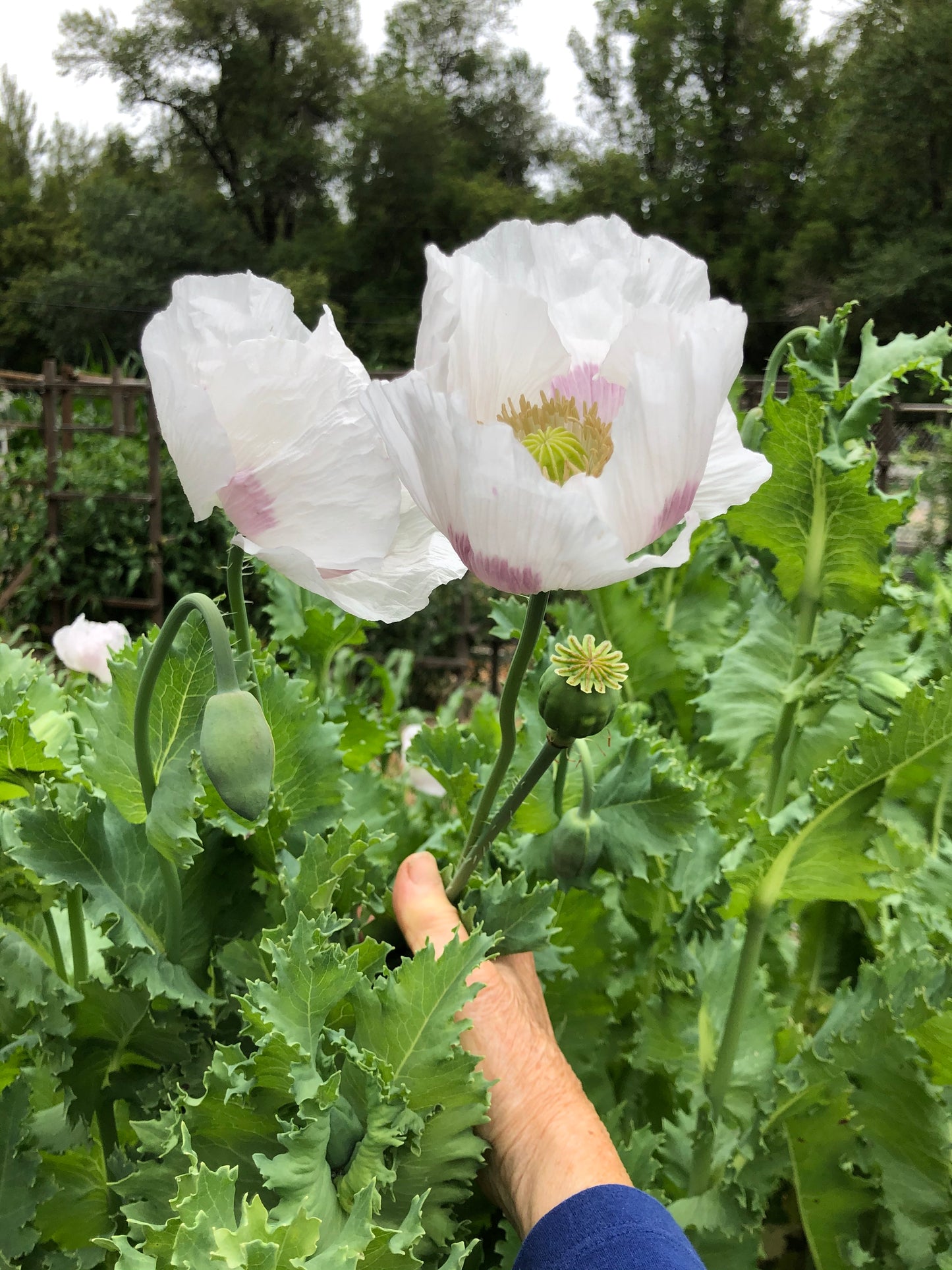 Hungarian Breadseed Poppy