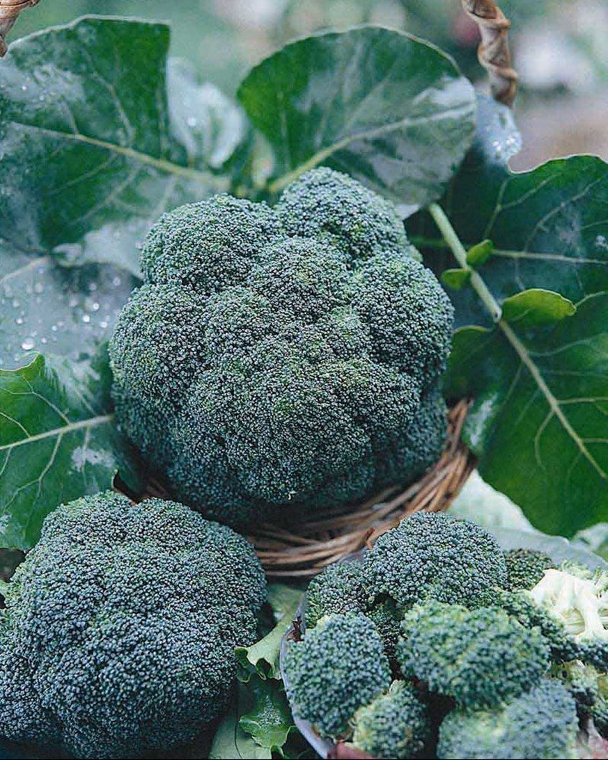 All Season Blend' Long Harvest Broccoli – Renee's Garden