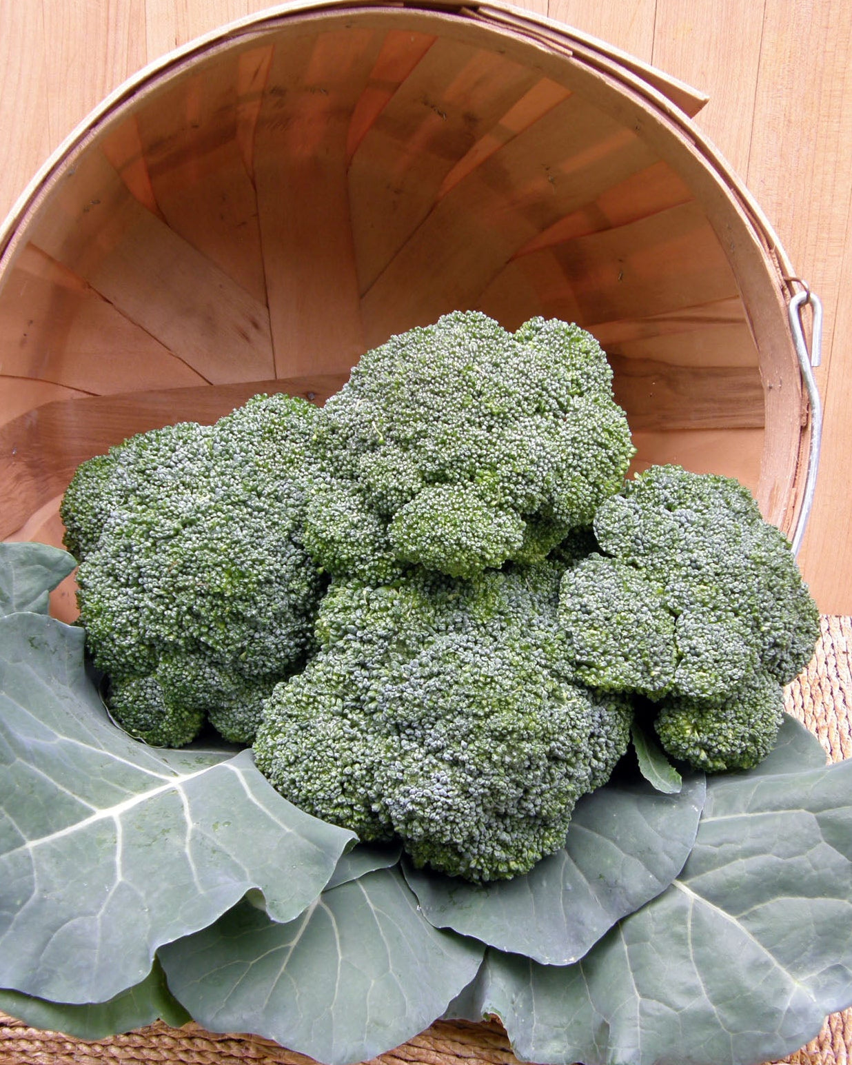 All Season Blend' Long Harvest Broccoli – Renee's Garden